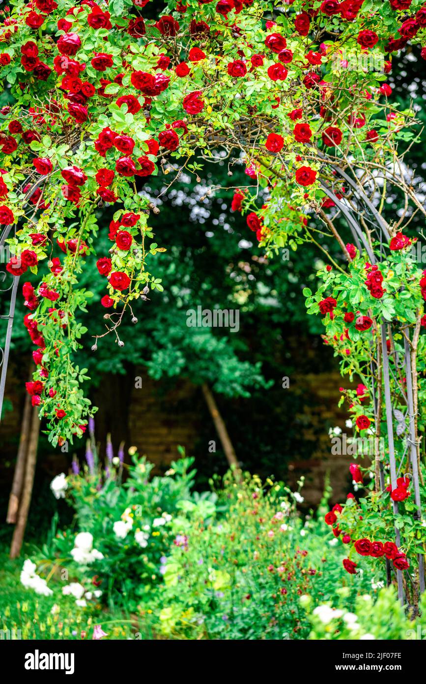 Una verticale di un arco da giardino con rose rosse Foto Stock