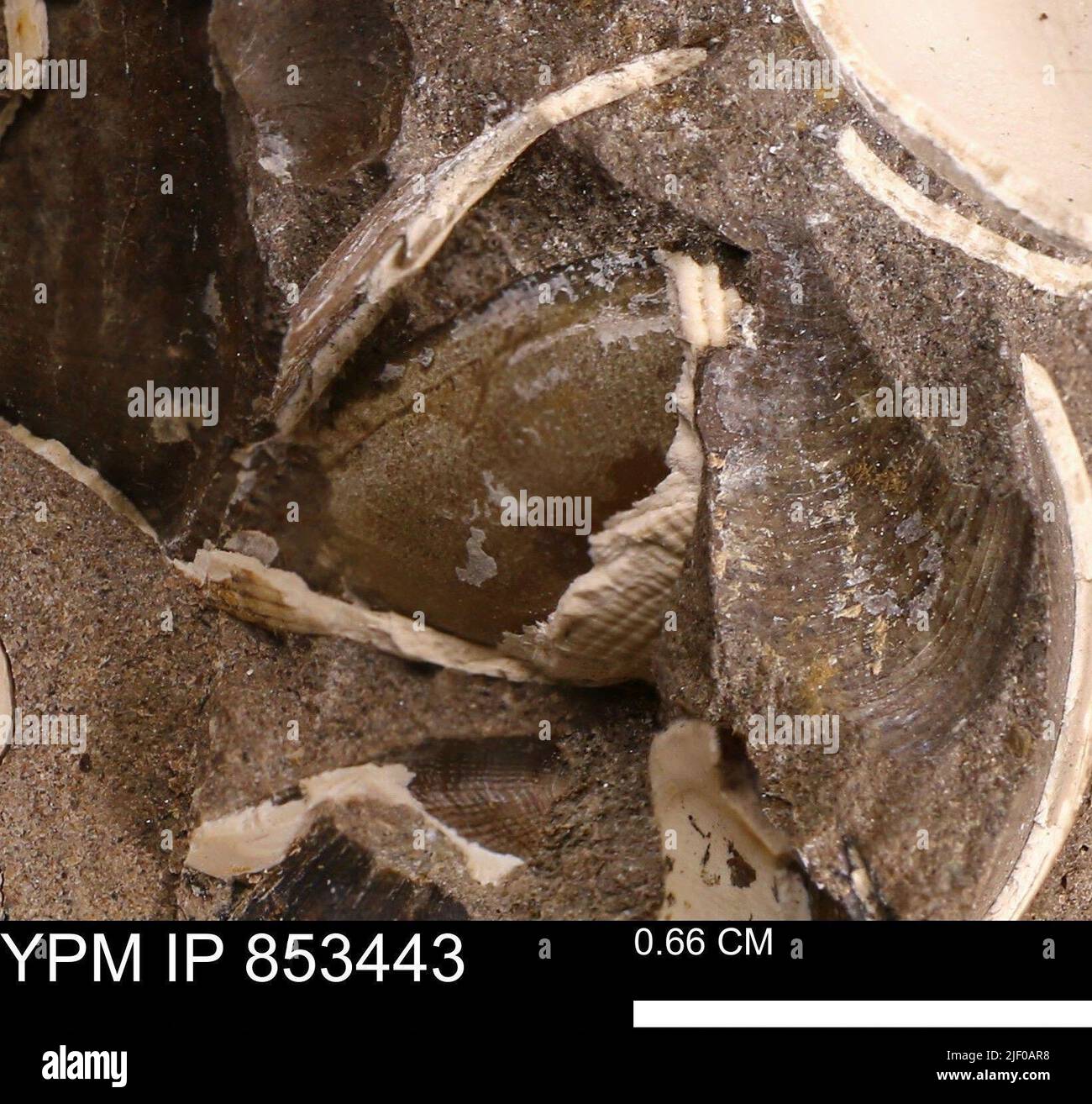 Parallelodon sp. Foto Stock