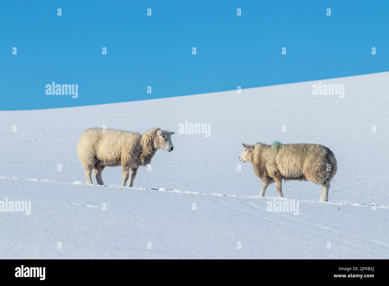 Due pecore in un campo coperto di neve Foto Stock