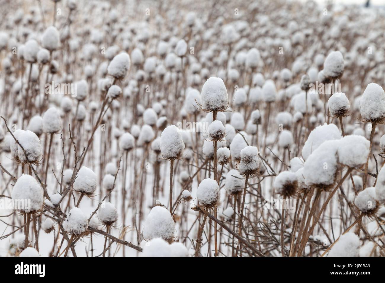 Teasel coperto di neve sulla costa Fife, Scozia. Foto Stock