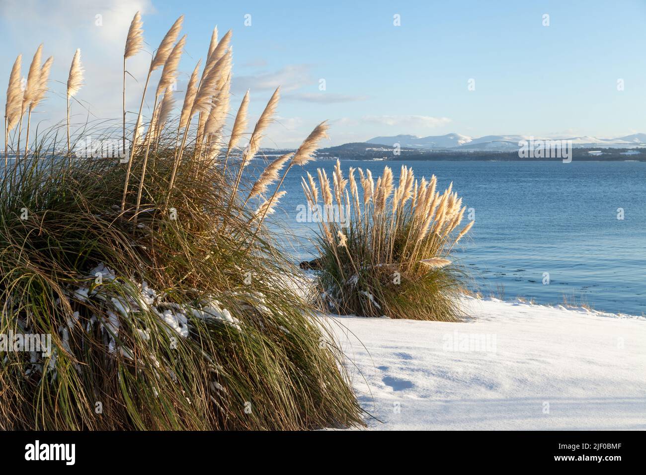 Erba di Pampas nella neve, Fife, Scozia Foto Stock