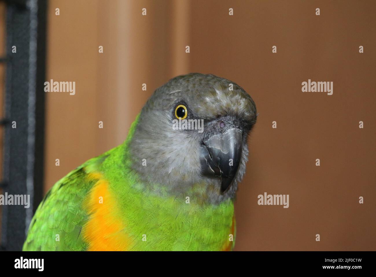 Primo piano di un pappagallo senegalese su sfondo sfocato Foto Stock