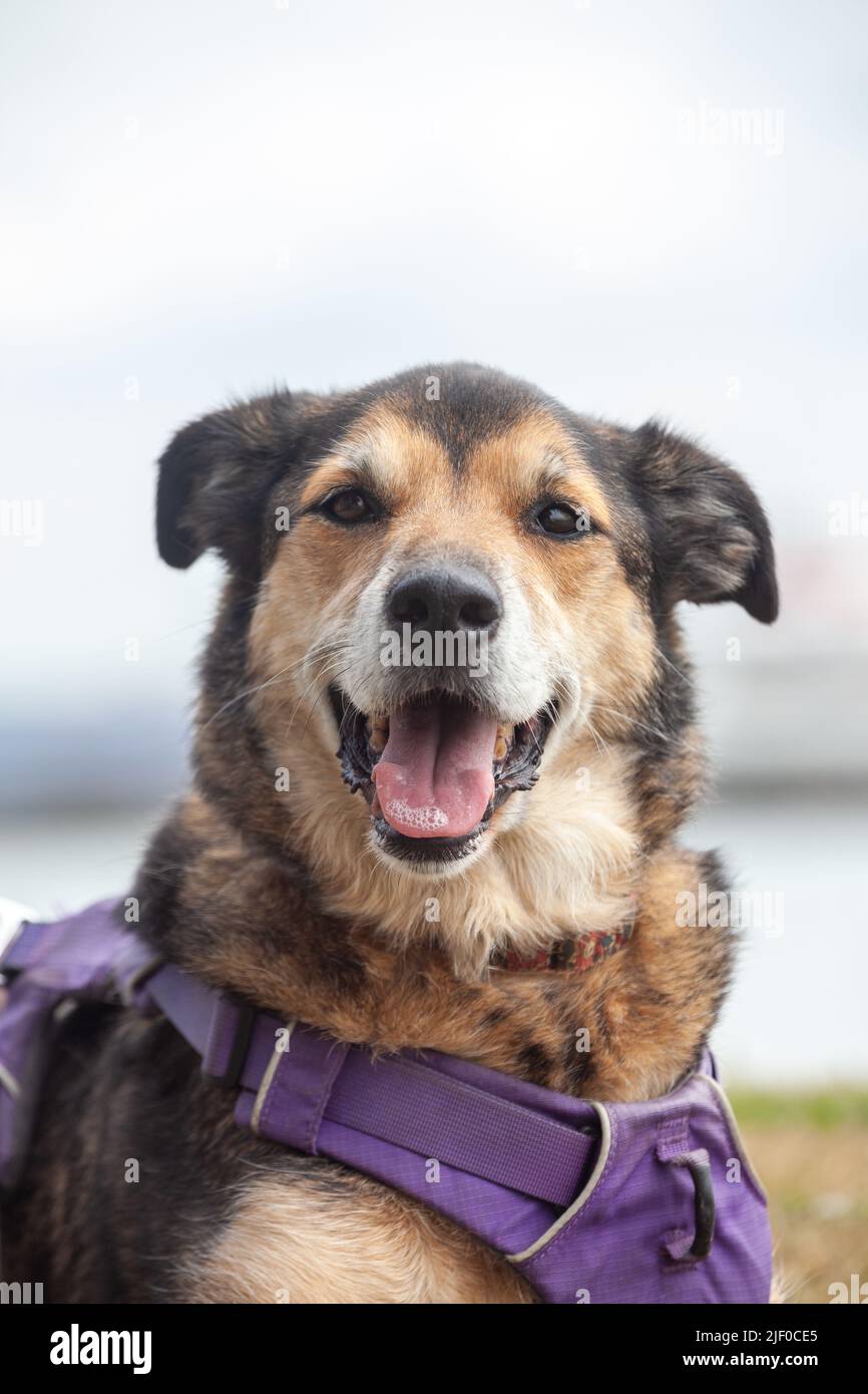 Un ritratto di un cane di razza mista che guarda alla macchina fotografica con una bocca aperta Foto Stock