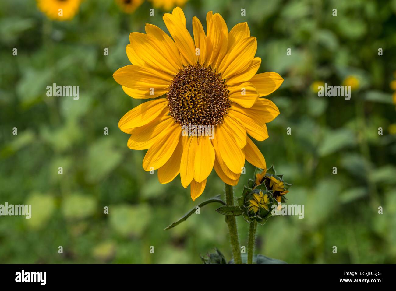 Una vista aperta di colore giallo chiaro del girasole primo piano con due boccioli più piccoli non aperti accanto ad appena emergere con altri girasoli sullo sfondo di un sole Foto Stock