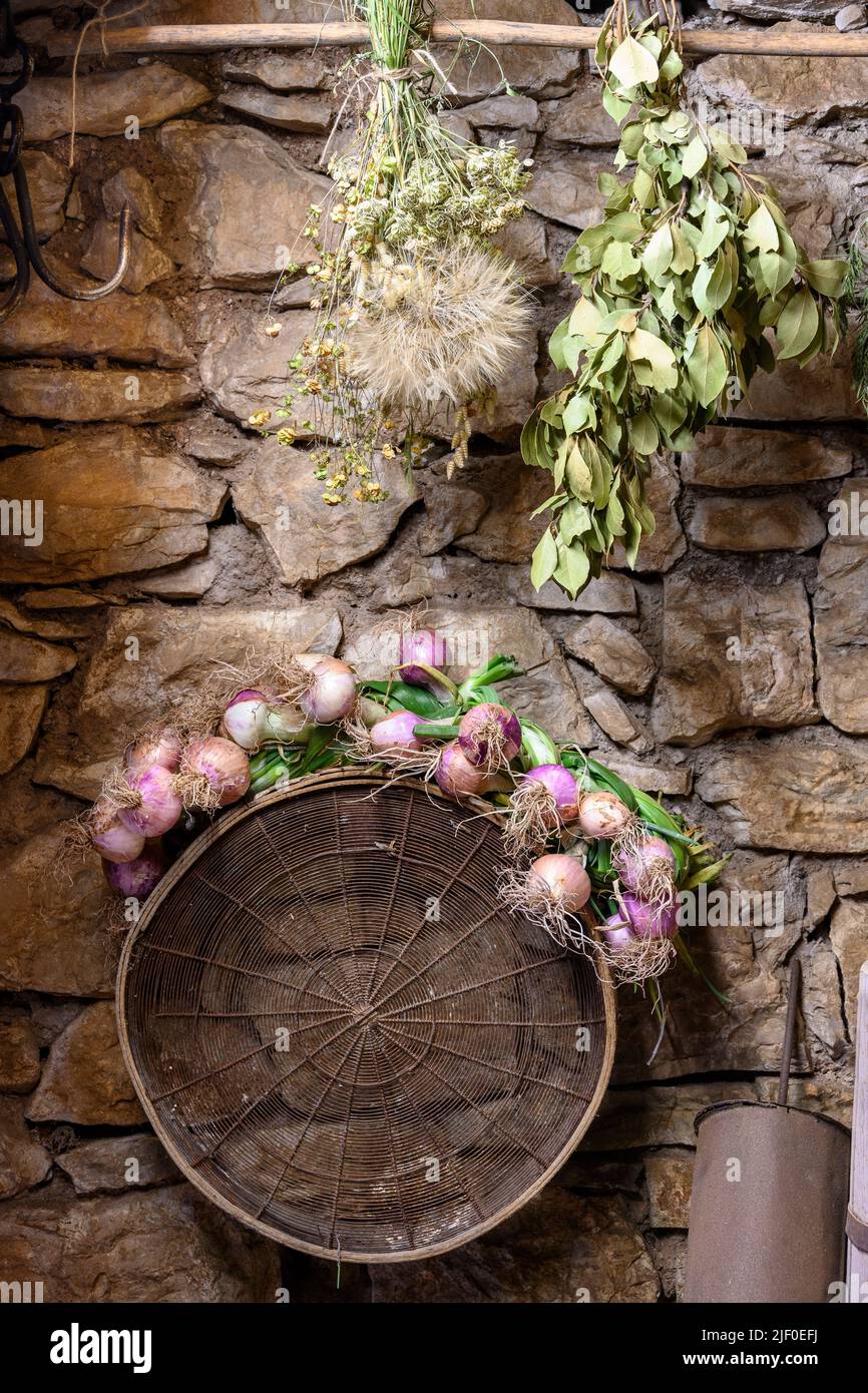 Lunghe cipolle rosse di firenze che si asciugano su un vecchio setaccio contro un vecchio muro di pietra. Con alloro foglie ed erbe che asciugano. Peloponneso, Grecia. Foto Stock