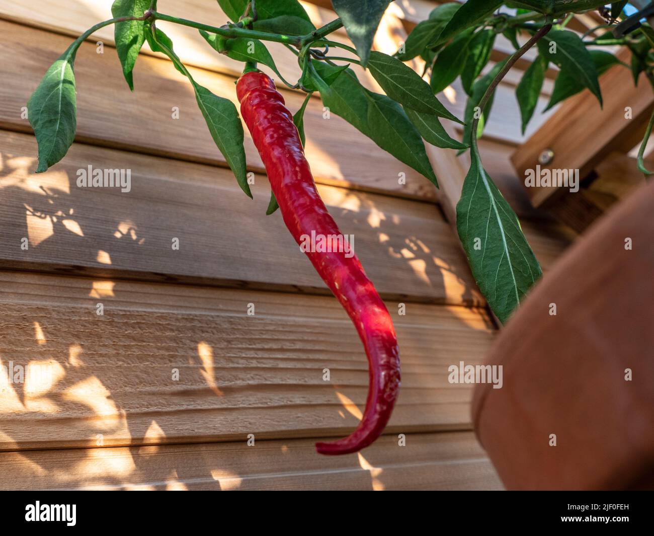 Chili Aci Kil in vaso in serra di legno tradizionale. Cayenne turco chill che matura in un peperoncino rosso, medio caldo che può essere essiccato o usato fresco. Foto Stock