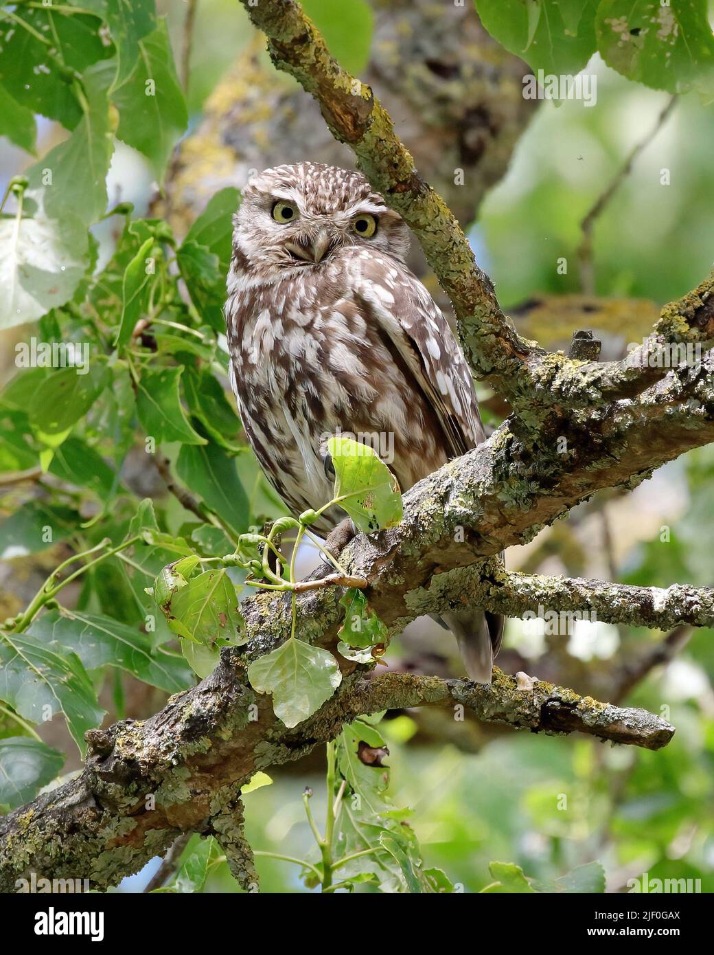 Civetta (Athene noctua) Foto Stock