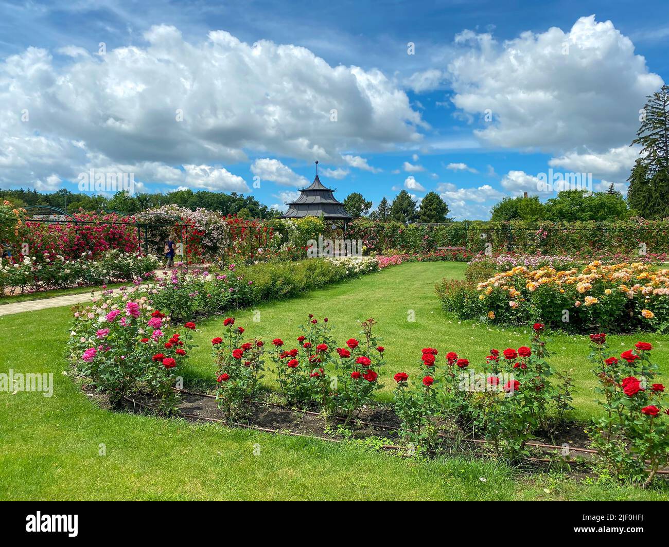 Bella Rose Garen nel Castello Esterhazy a Fertod vicino a Sopron Ungheria Foto Stock