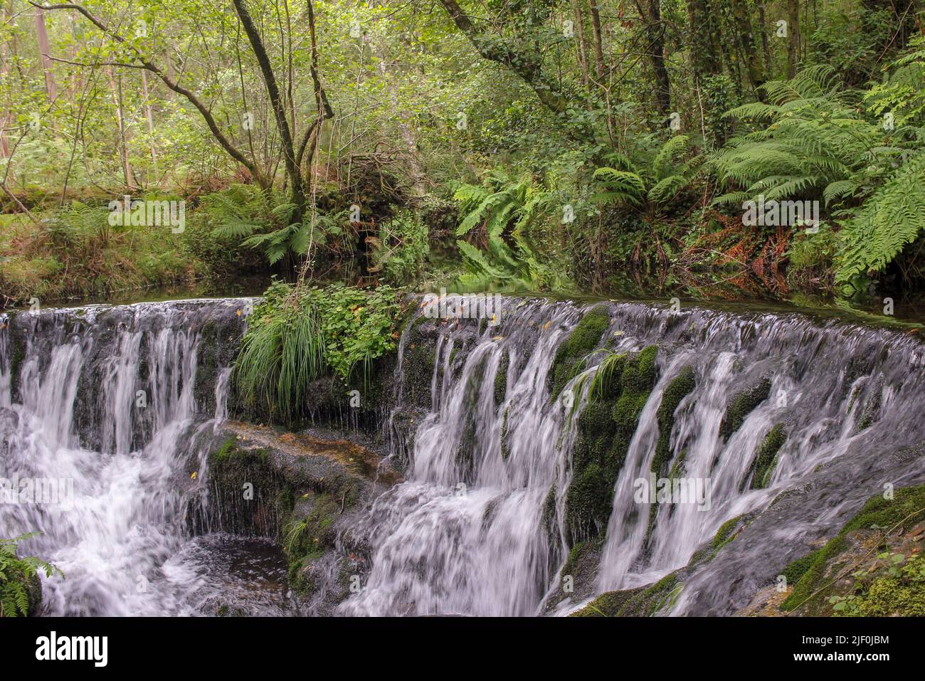 il suono dell'acqua è forte in questa piccola cascata circondata da felci e altre piante e alberi Foto Stock