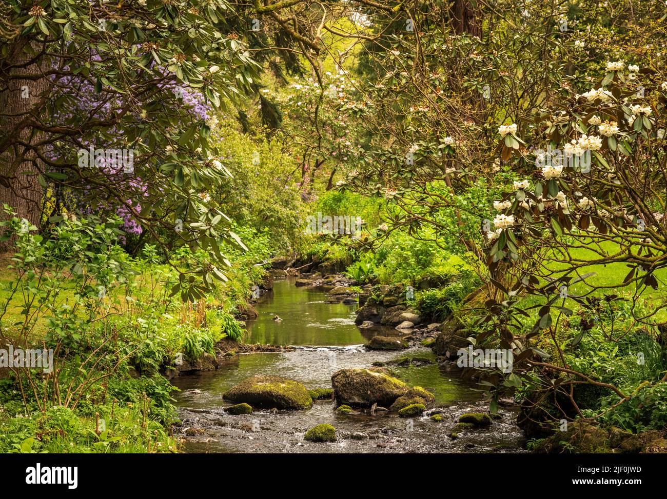 Splendidi colori delle azeleas e rododendro fiori e cespugli lungo la valle del torrente in un delizioso giardino in primavera Foto Stock