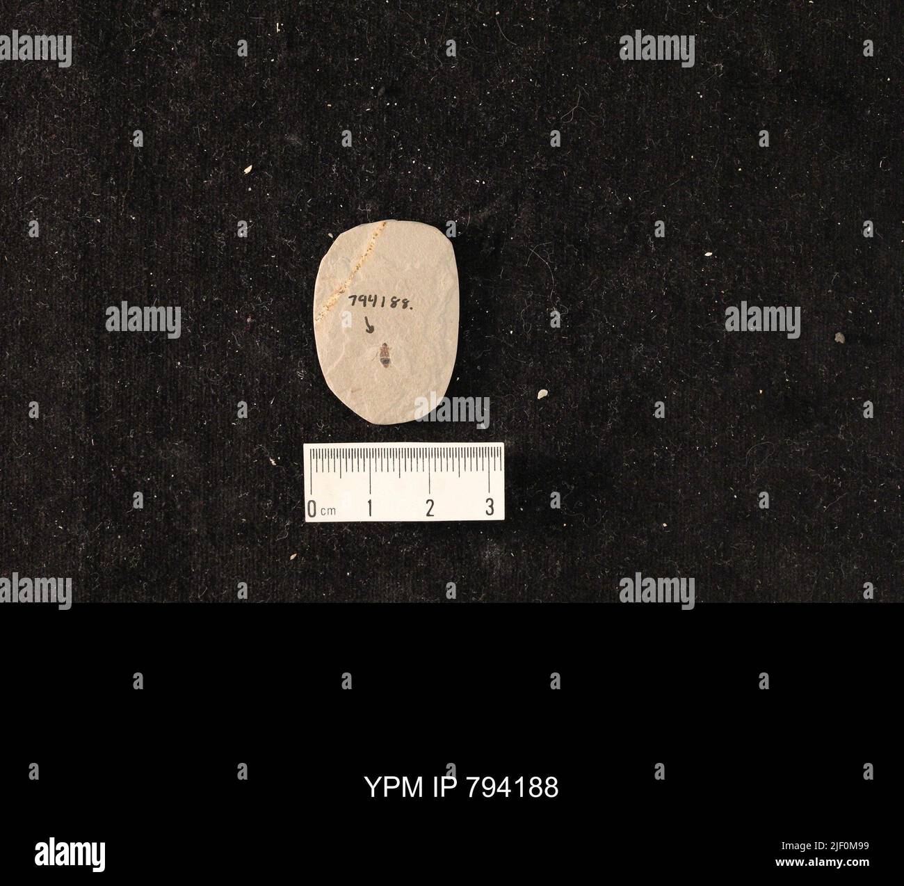 Blattodea. Foto Stock