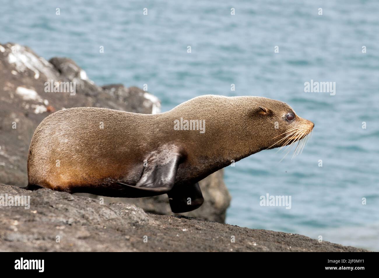 La fur Seal endemica di Galapagos, Arctocephalus galapagoensis, da Santiago, Galapagos. Foto Stock