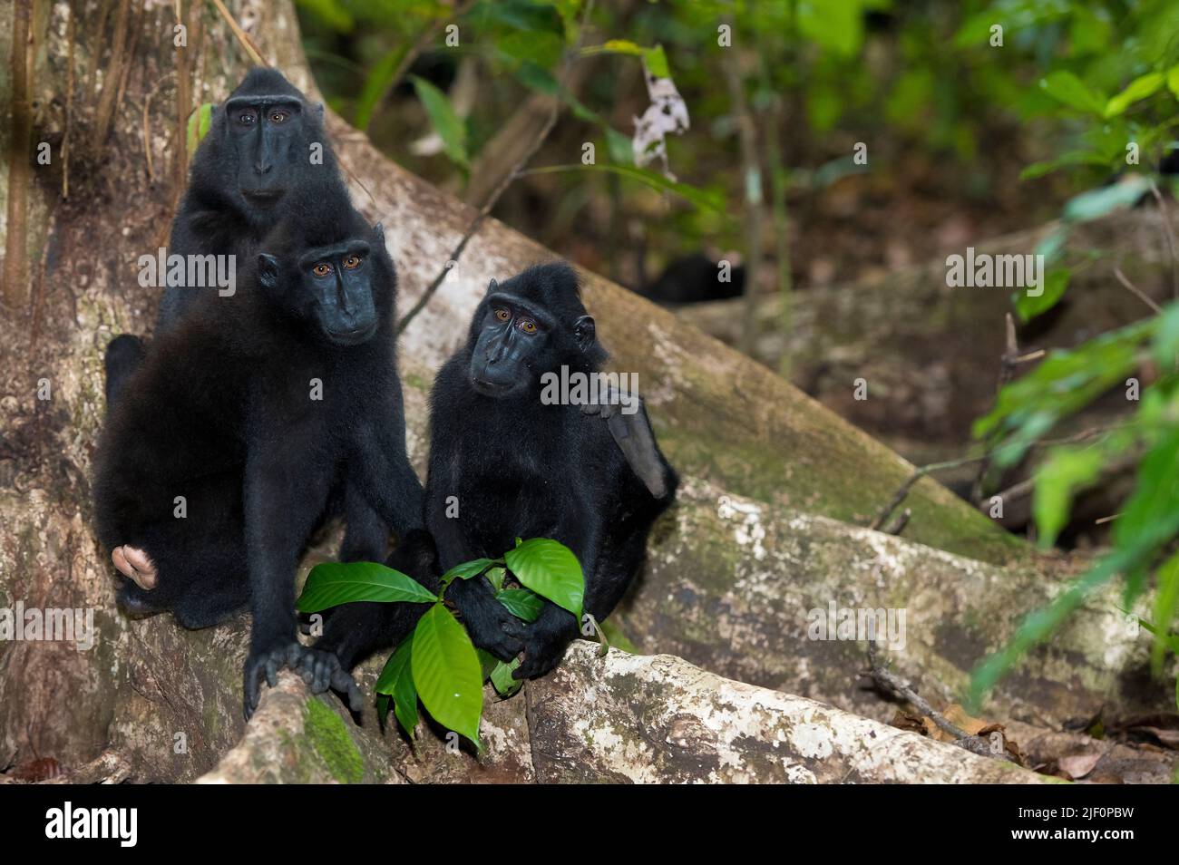 Macachi neri crestati (Macaca nigra) nella Riserva Naturale di Tangkoko, Sulawesi settentrionale, Indonesia. Foto Stock