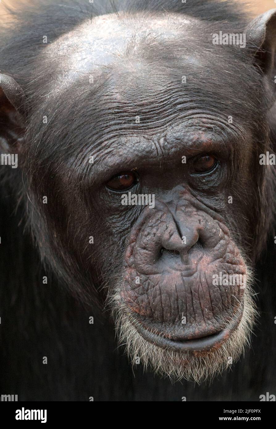 Chimpanzee comune (Trogloditi Pan) in OL Pejeta Conservancy, Kenya. Foto Stock