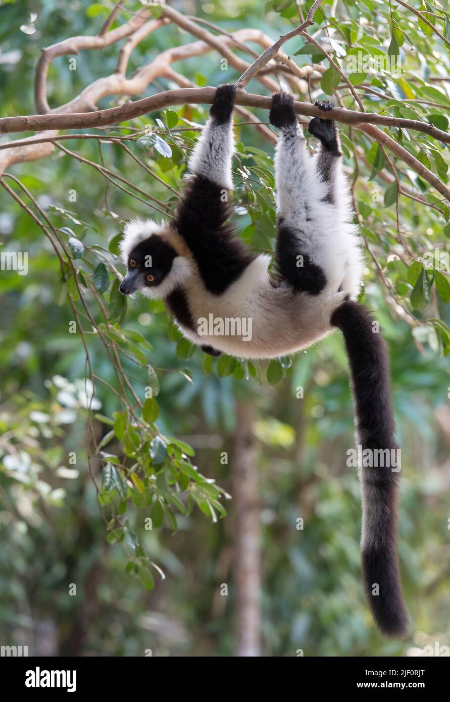 Lemure volato bianco e nero (Varecia variegata) nella riserva del Palmarium, Madagascar. Foto Stock