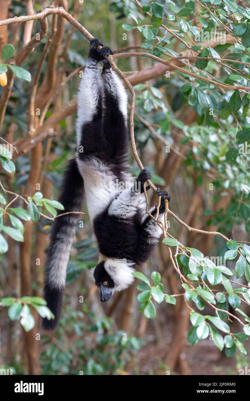 Lemure volato bianco e nero (Varecia variegata) nella riserva del Palmarium, Madagascar. Foto Stock