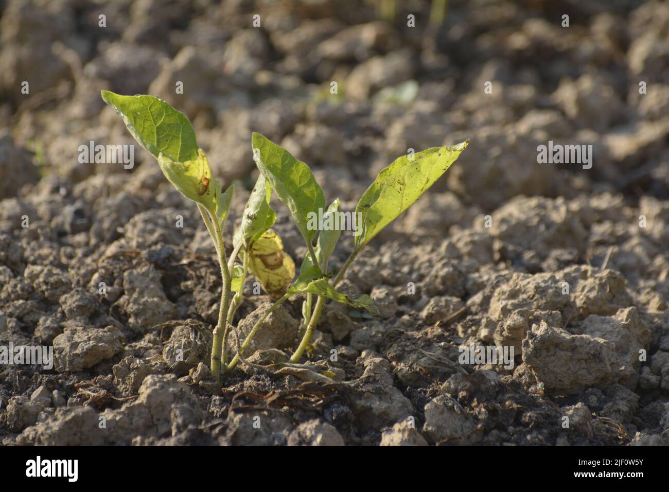 Germoglio giovane di melanzane nel giardino nel suolo asciutto. Concetto di agricoltura ecologica. Foto con messa a fuoco selettiva Foto Stock
