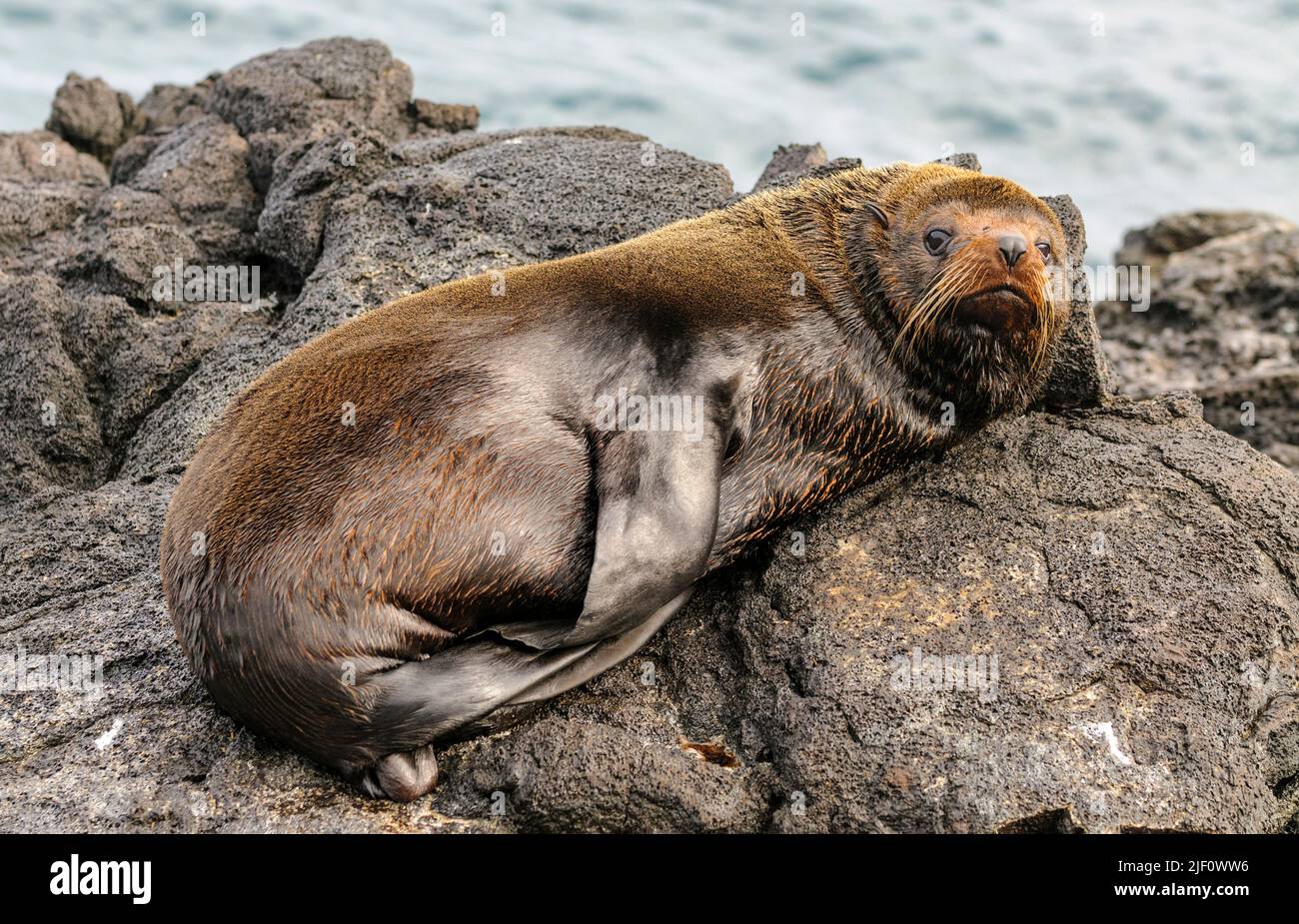 Il fur Seal endemico di Galapagos (Arctocephalus galapagoensis) da James Bay, Santiago, Galapagos. Foto Stock
