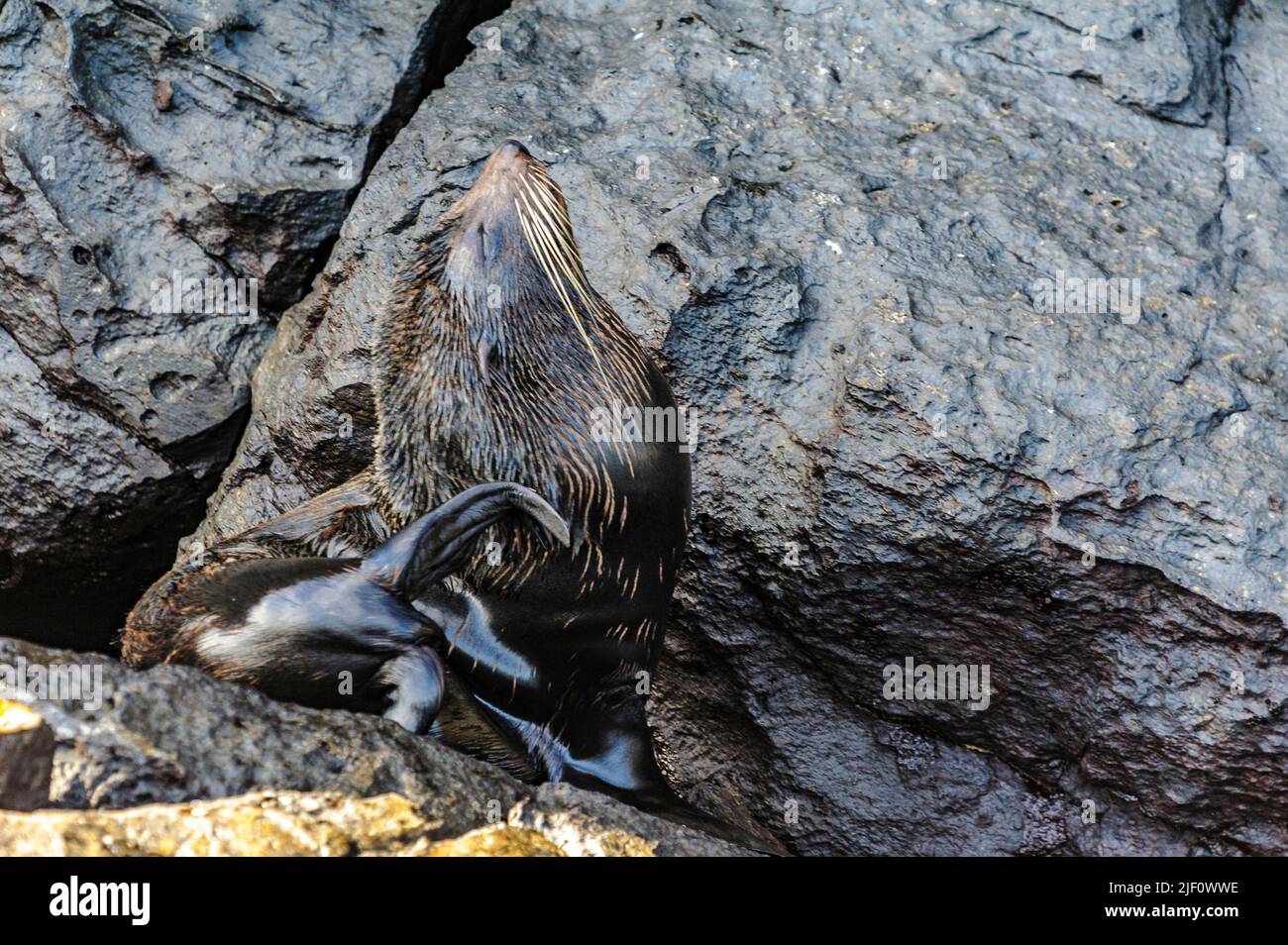 La foca endemica delle Galapagos (Arctocephalus galapagoensis) di Genovesa, Galapagos. Foto Stock