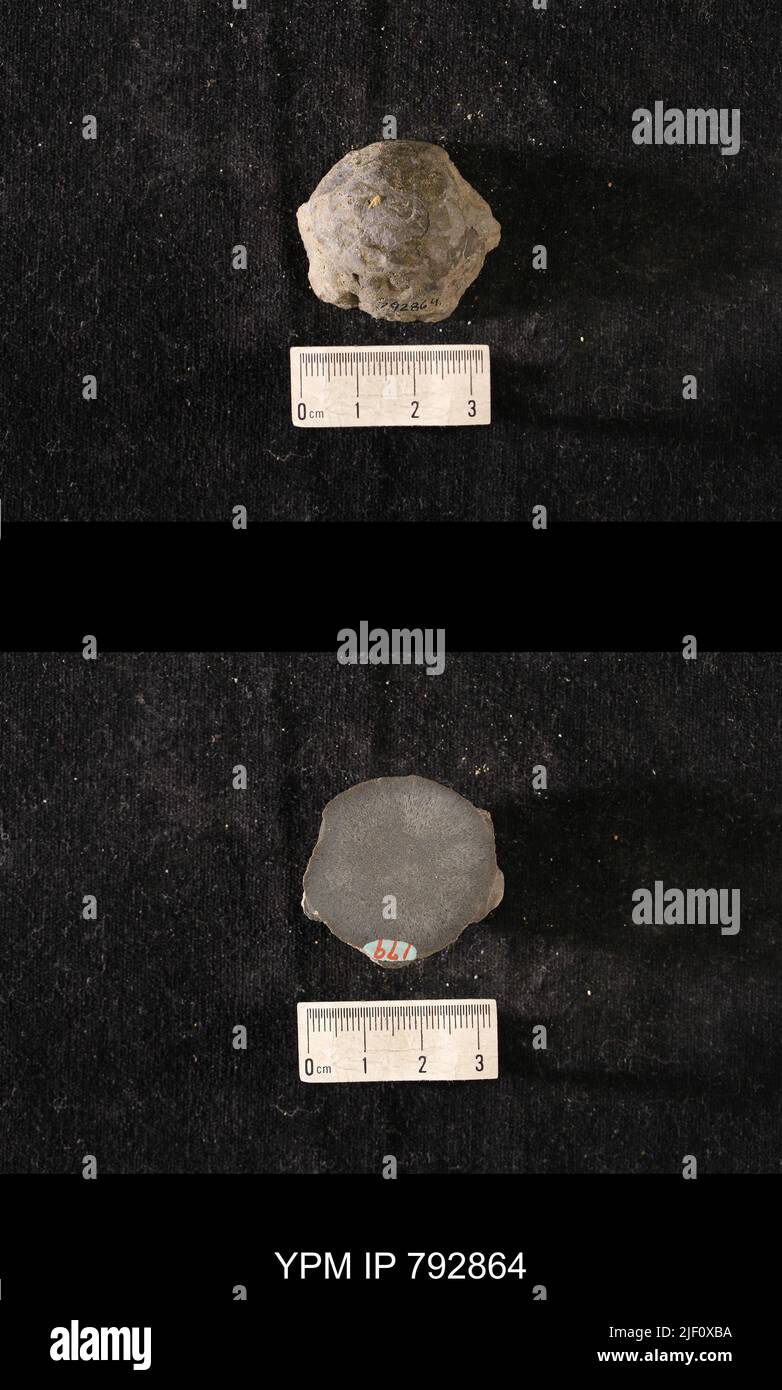 Hindia anornata (padiglione, 1863). Foto Stock