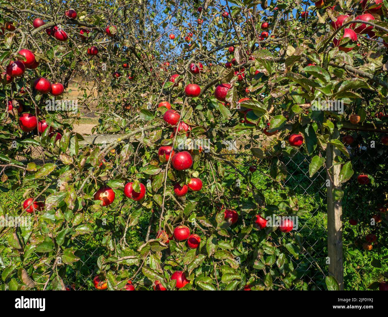 Frutti infettati dalla Monilia fruttigena Foto Stock