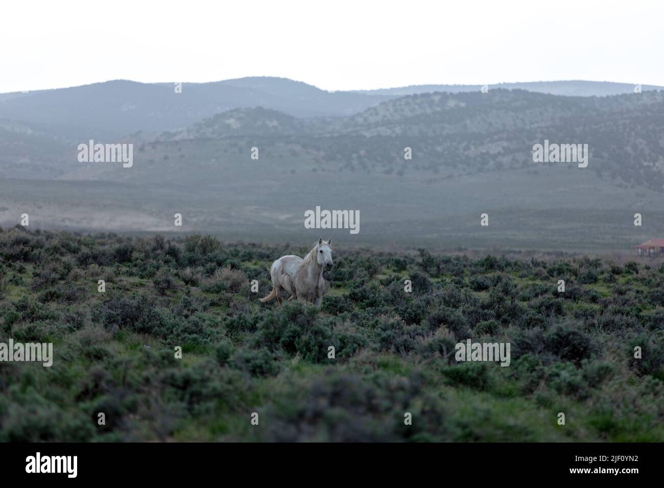 Mandria di cavalli in Colorado su un paesaggio polveroso. Mandria in movimento di colorati cavalli da ranch che fanno un percorso polveroso lungo il tragitto dai pascoli invernali.giornata trascorsa a cielo aperto. Foto Stock