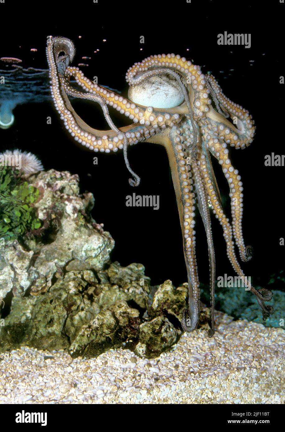 Un enorme Octopus è strisciante sul vetro anteriore di un serbatoio espositore all'Acquario di Waikiki, Hawaii. Foto Stock