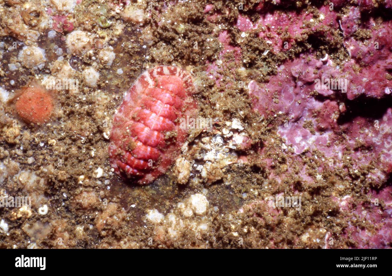 Chitone rosso settentrionale (Tonicella rubra) da 10 metri di profondità, HIDRA Norvegia sud-occidentale. Foto Stock