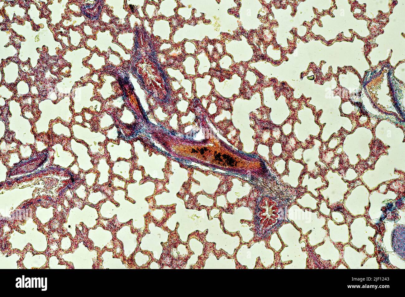 Sezione trasversale del polmone con bronchioli, alveoli e vasi sanguigni visibili. Foto Stock