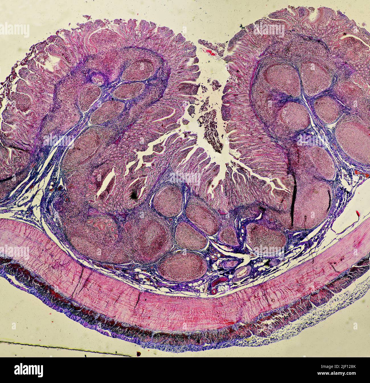 Tessuto muscolare liscio. Foto Stock
