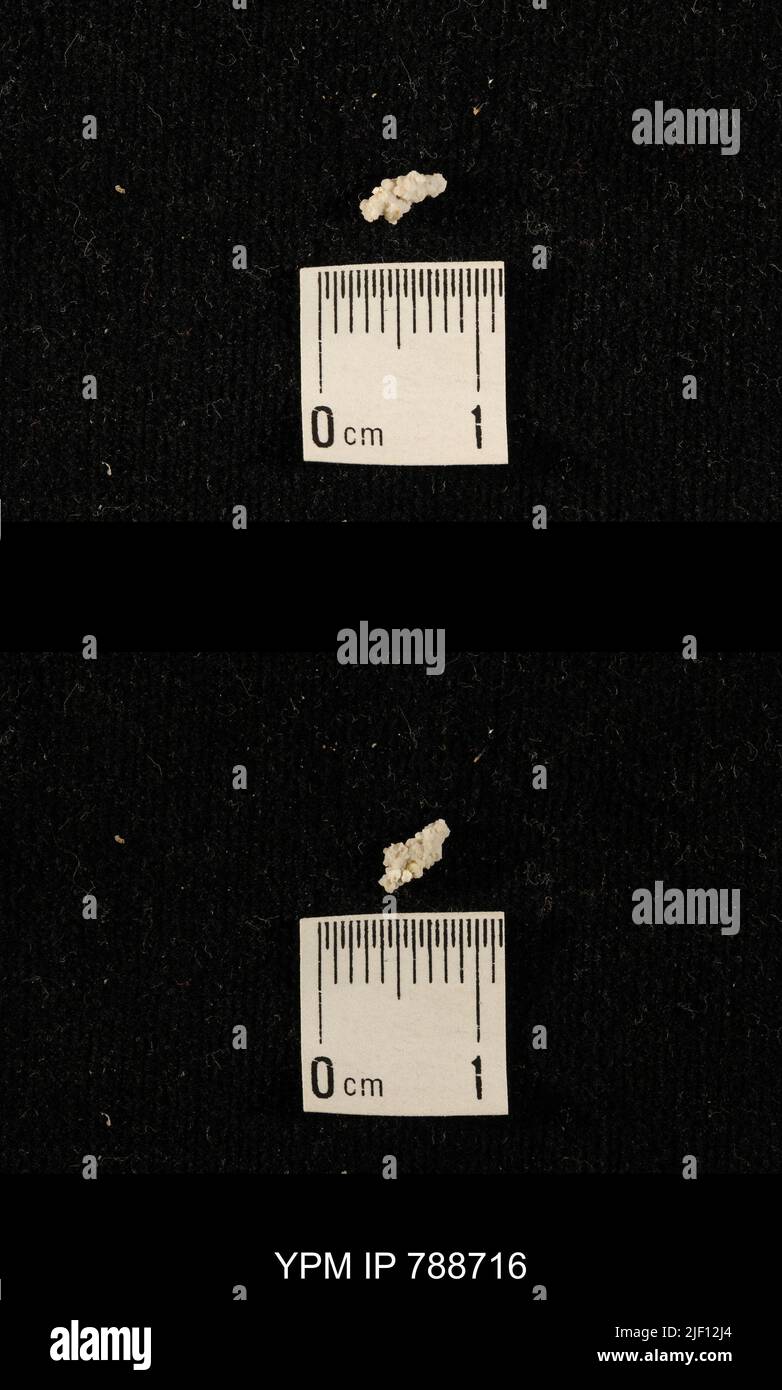 taxon indeterminato. Foto Stock