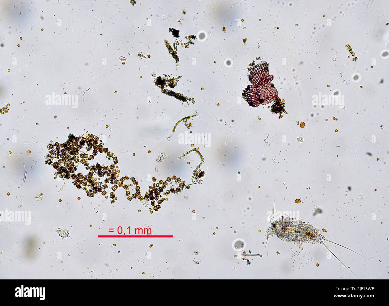 Micro-vita in un acquario marino registrato su una lastra di flass galleggiante, 31. Dicembre 2010. Foto Stock