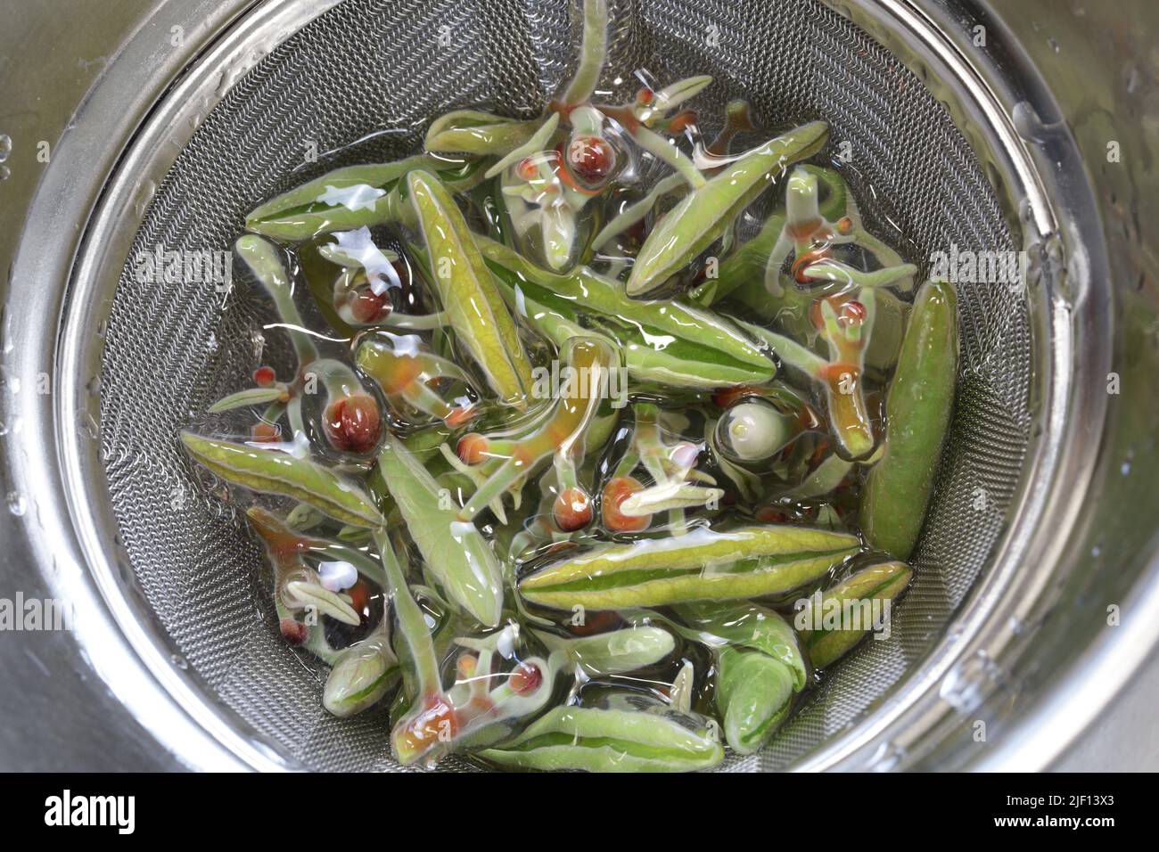 scudo d'acqua (pianta acquatica), ingrediente alimentare cinese nel lavaggio colander Foto Stock