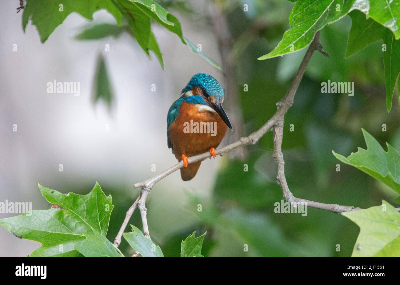 kingfisher sedette in un albero che cercava un pesce da catturare Foto Stock