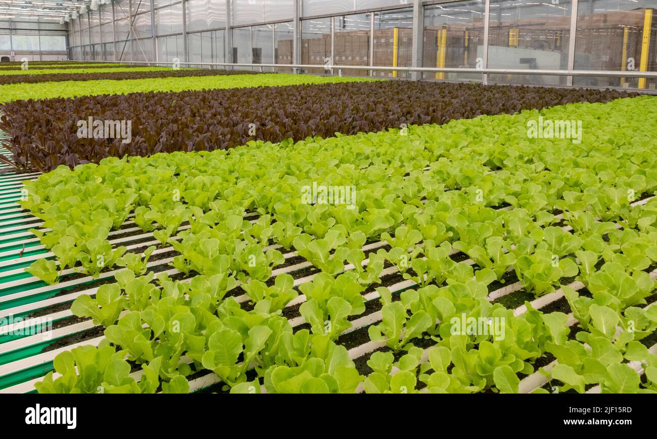 Caledonia, Michigan - Revolution Farms, una fattoria idroponica che coltiva la lattuga in una serra enorme per le principali catene di supermercati. La fattoria ha altamente un Foto Stock