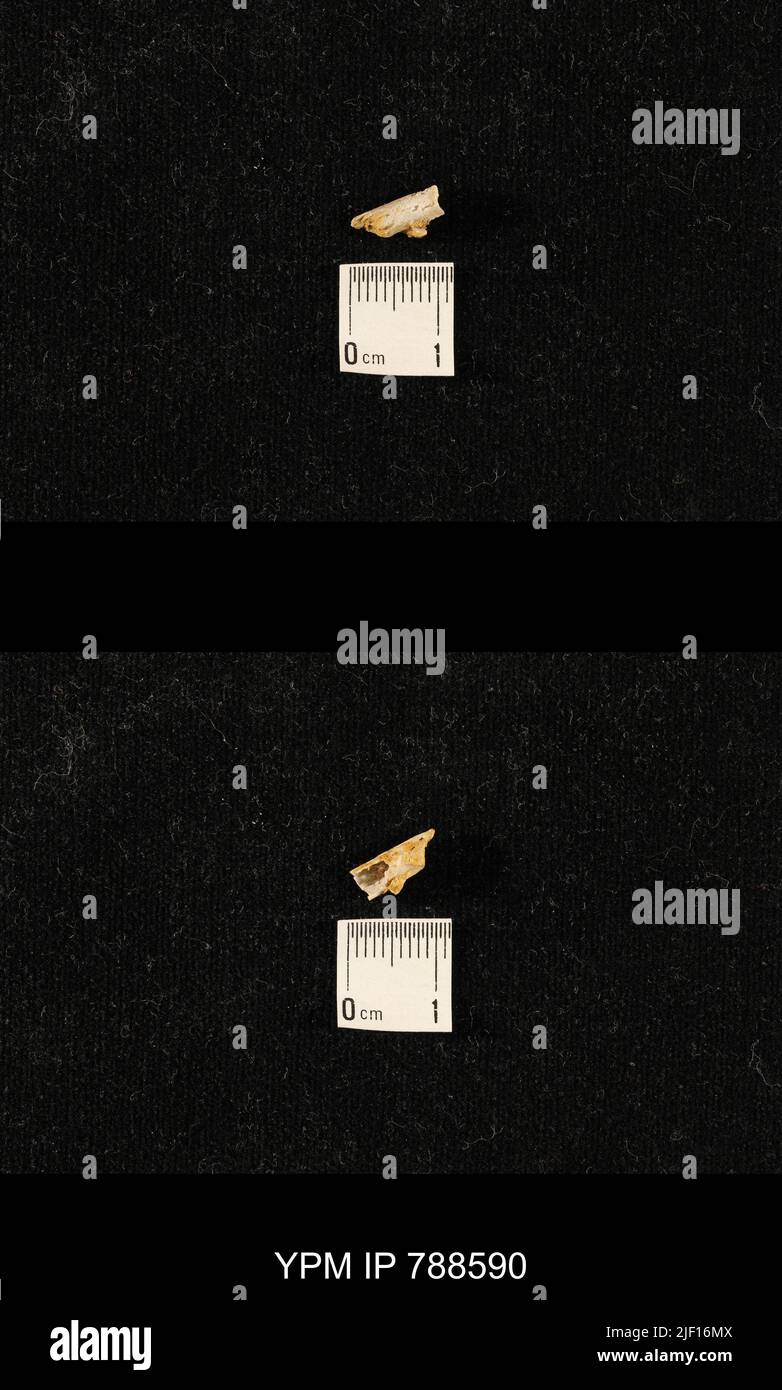 taxon indeterminato. Foto Stock