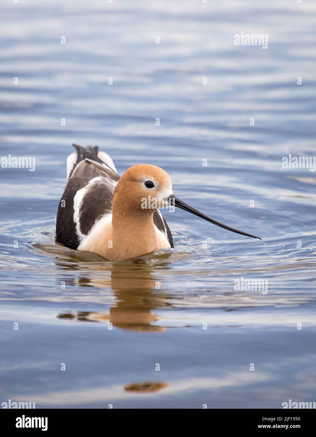 Avocet americano che guado in acqua al lago Alkali a Cody, Wyoming Foto Stock