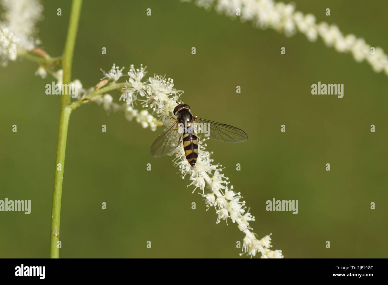 Primo piano hoverfly femminile Meliscaeva auricollis, hoverflies di famiglia (Syrphidae) su fiori di Goatsbeard (Aruncus dioicus). Famiglia delle rose (Rosaceae). Giugno Foto Stock