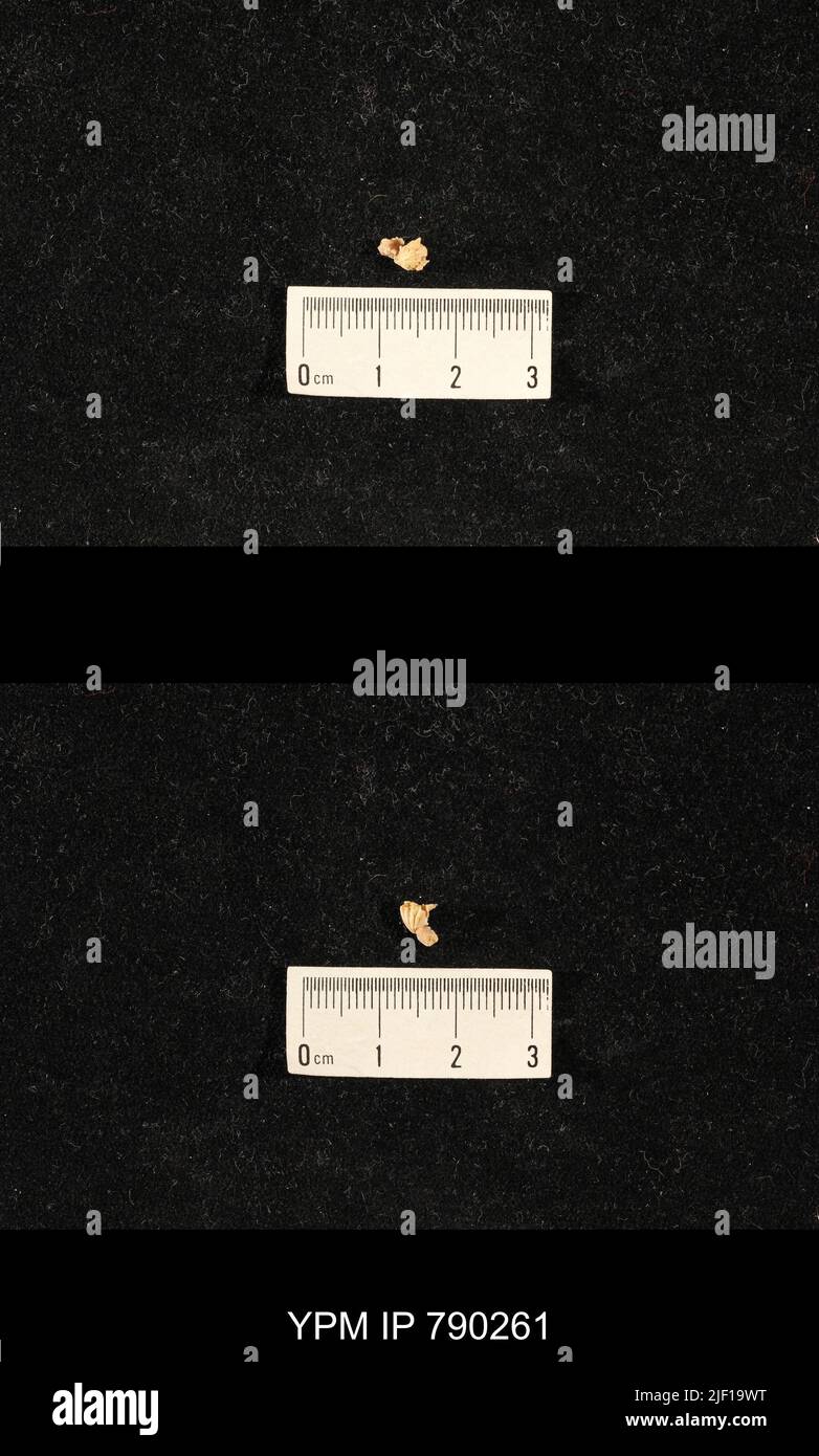 Hustedia huecoensis King. Foto Stock