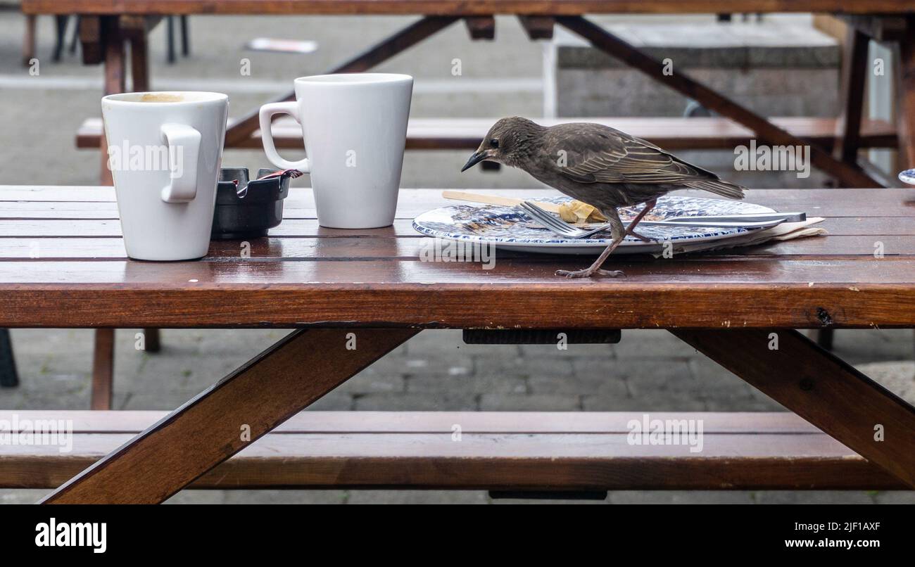 Un giovane uccellino che rubava i resti del pranzo su un tavolo da pub a Dublino, Irlanda. Foto Stock