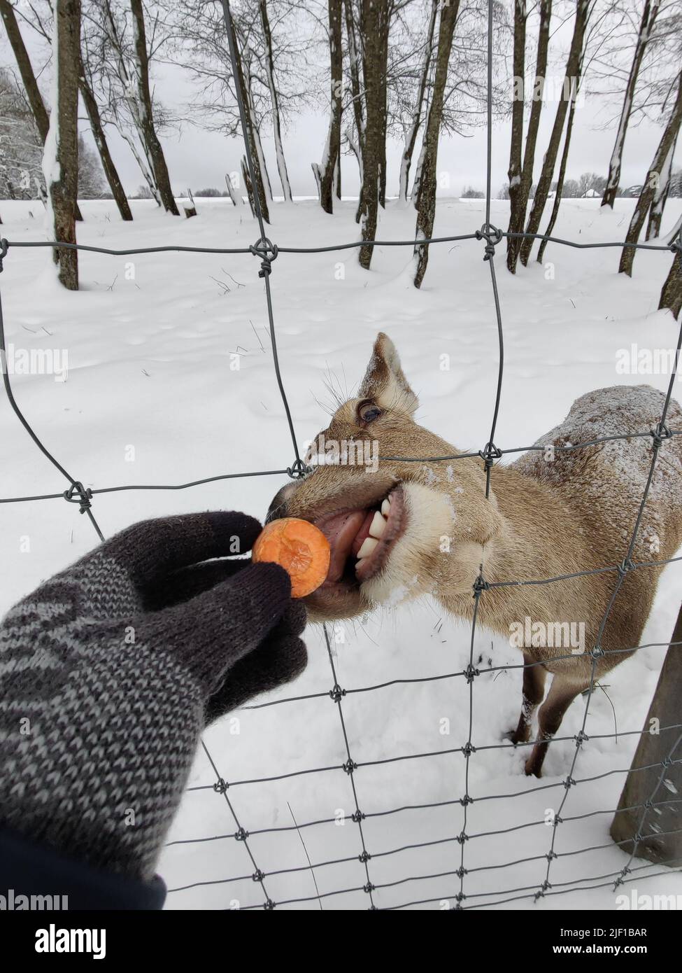 Cute museruola della femmina del cervo dietro la recinzione. Alimentazione di animali alla fattoria dei cervi. La mano umana dà al cervo una carota. Parco Safari. Foto Stock