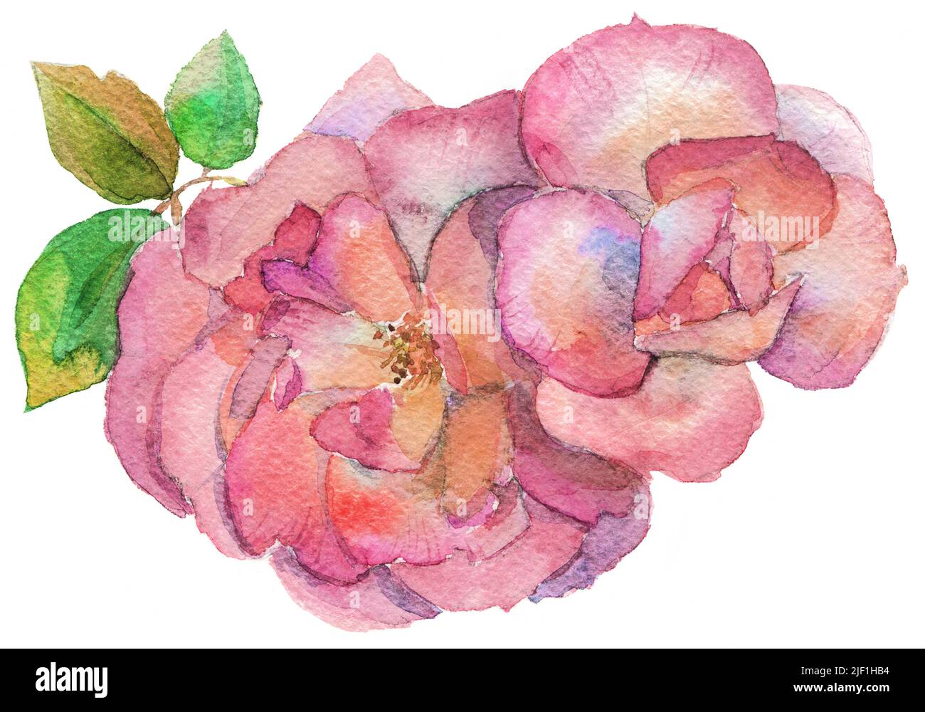 rose rosa, acquerello, isolato su bianco, percorso di lavoro di isolamento Foto Stock