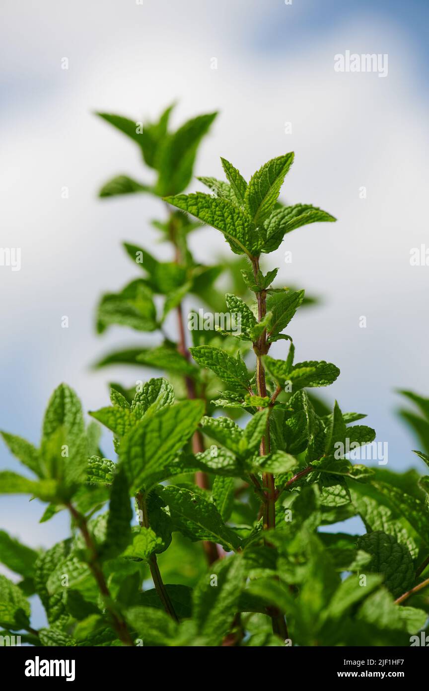 pianta di menta piperita al sole contro il cielo Foto Stock