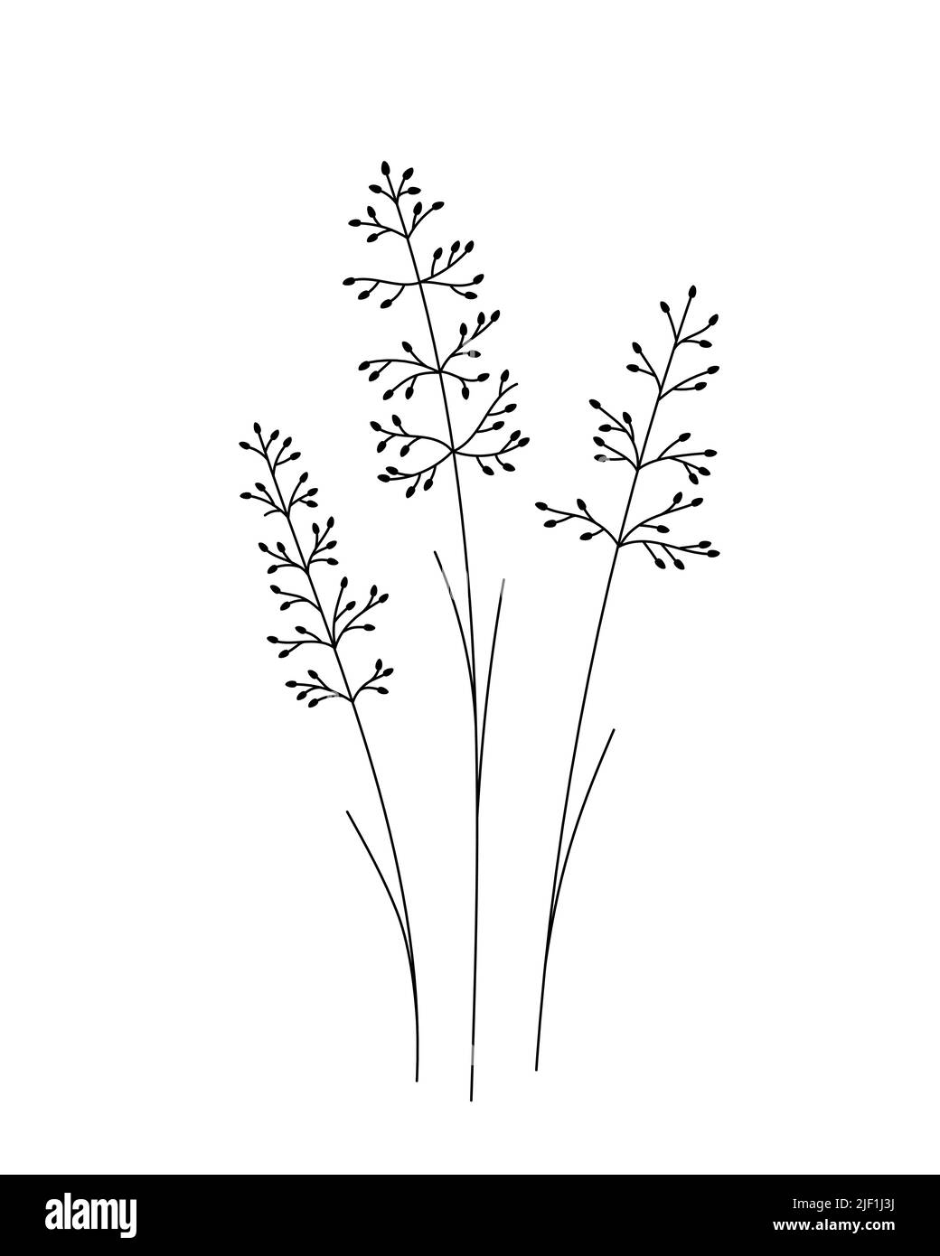 Cane germogli fiore. Bianco e nero con linea art. Illustrazione botanica disegnata a mano. Illustrazione Vettoriale