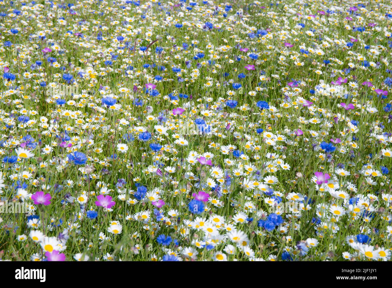 Un prato di fiori estivi in primo piano Foto Stock