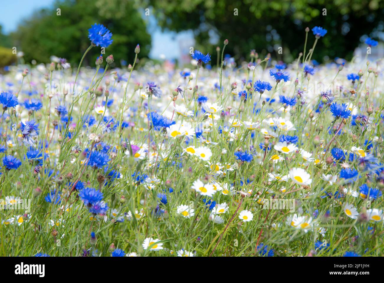 Un prato di fiori estivi in primo piano Foto Stock