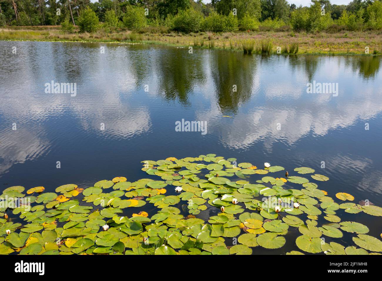 Lago al Parco Nazionale 'Maasduinen' a Noord-Limburg, Paesi Bassi Foto Stock