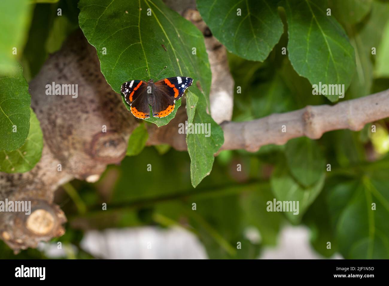 Farfalla ammiraglio seduta sulla foglia verde. Foto Stock