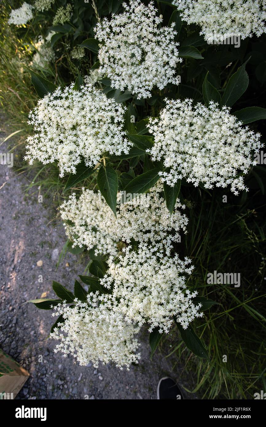 fiore più anziano in fiore nel mese di giugno Foto Stock