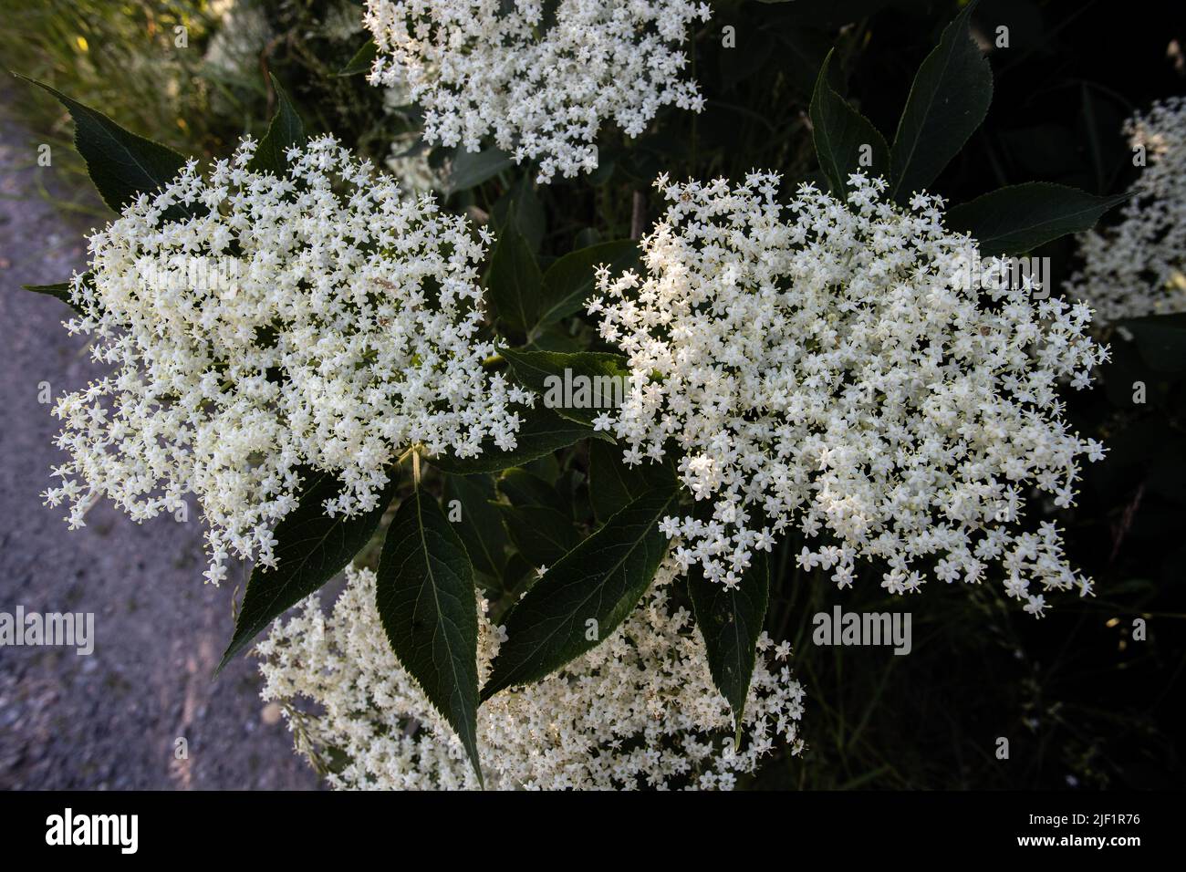fiore più anziano in fiore nel mese di giugno Foto Stock